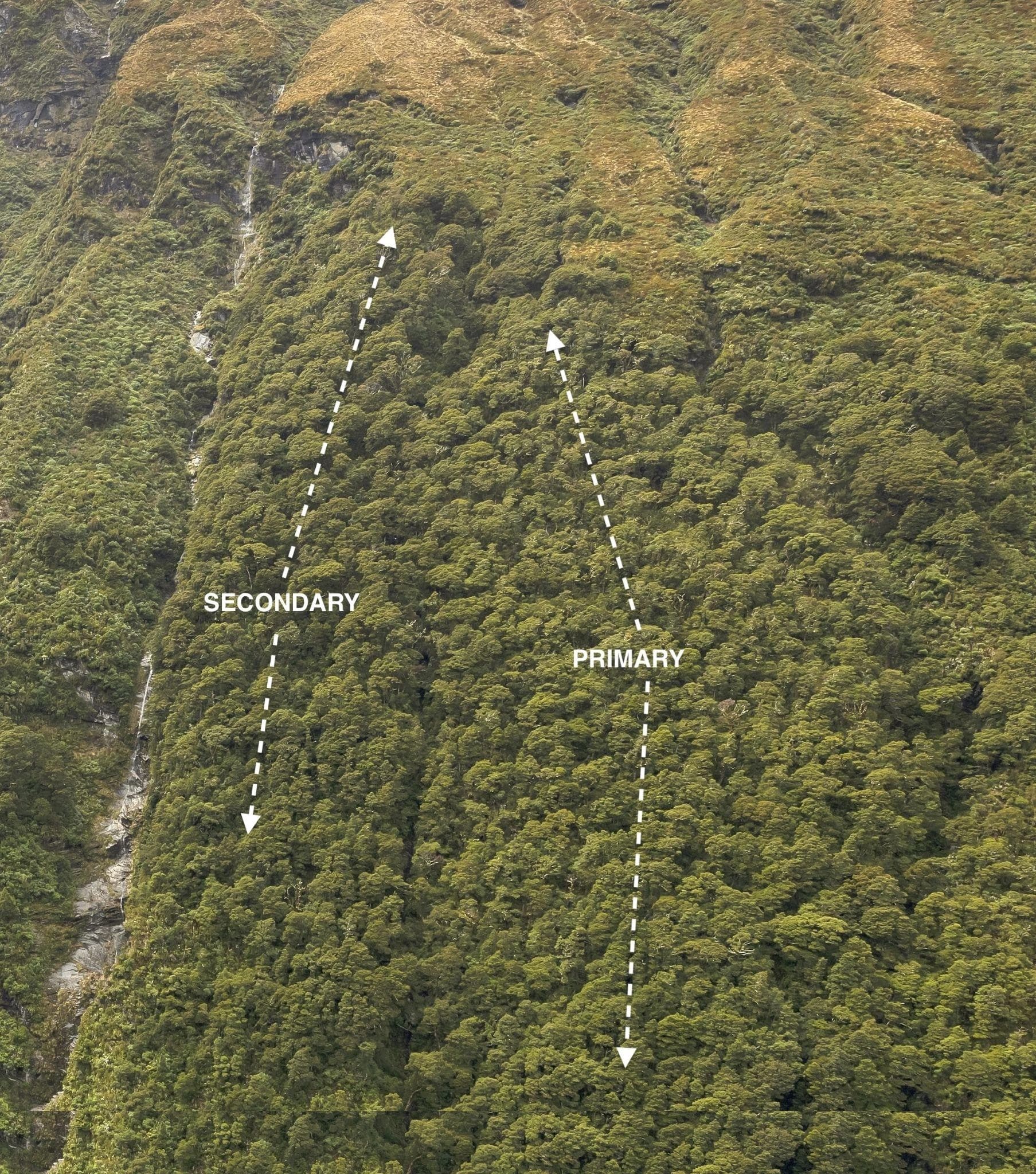 Slope image with Primary and Secondary search lines marked.